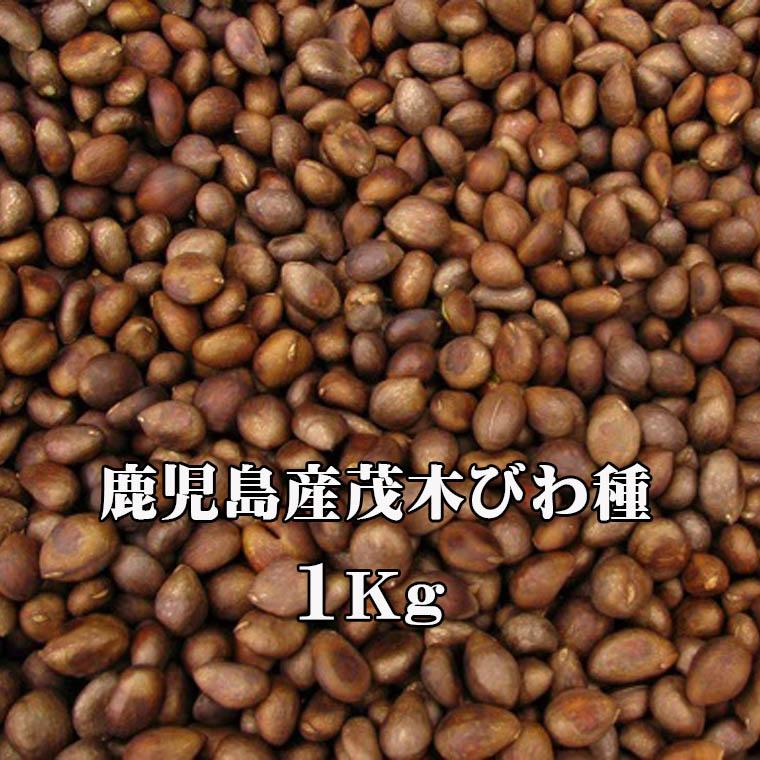 びわタネ 枇杷種 国産びわ 生種 1Kg 生枇杷種 びわの種 鹿児島 無農薬