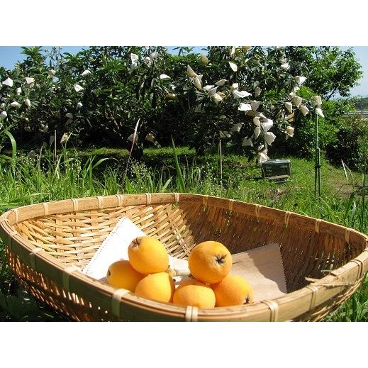 びわタネ 枇杷種 国産びわ 生種 1Kg 生枇杷種 びわの種 鹿児島 無農薬