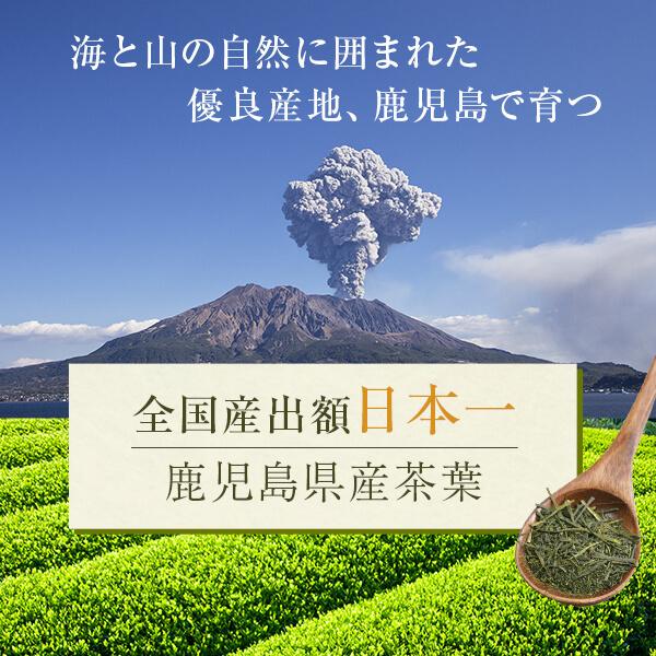 新茶 お茶 煎茶 知覧茶 後岳 鹿児島 100g×5袋 日本茶 茶葉 緑茶 JA 茶 セットお取り寄せ 送料無料｜ibusukiya｜02