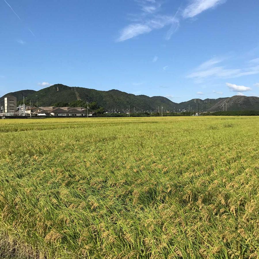 令和4年産 　赤穂産　森のくまさん　5キロ１袋　MK-kuma５K |  | 03