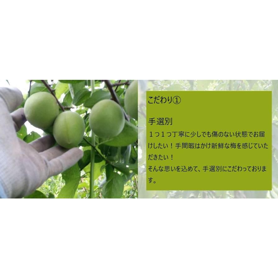 南高梅　М〜２Lサイズ　混合　こだわり農園　手摘み　手選別　極　梅酒　梅干　もぎたて　直送　農園　ueda-ume1k |  | 01