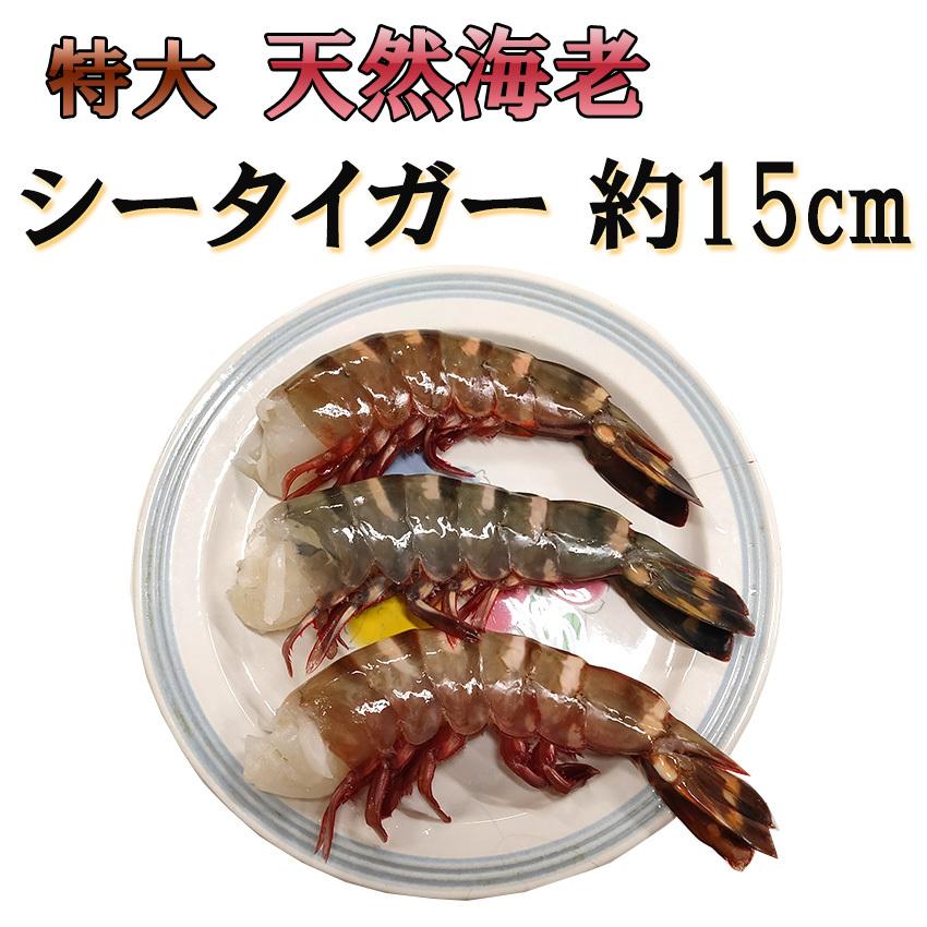 1494円 プレゼントを選ぼう 特大天然海老 シータイガー 900g 無頭 6 8サイズ 約15cm 冷凍 えび エビ