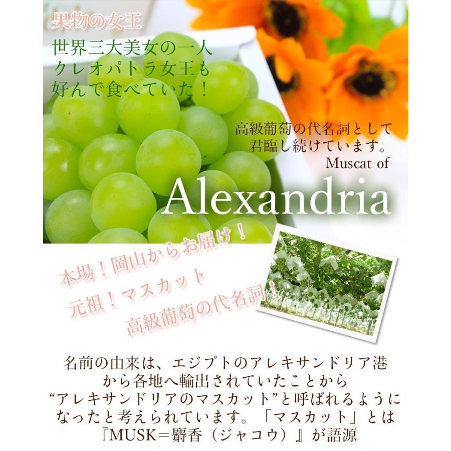 2026 ギフト マスカット オブ アレキサンドリア 750g1房6箱入り 140周年 岡山県産 葡萄 ぶどう ブドウ 父の日 プレゼント 御礼 御祝 果物 くだもの フルーツの画像