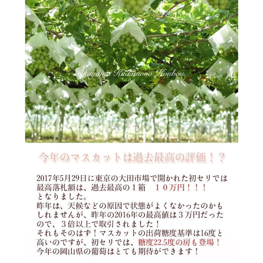 2026 ギフト マスカット オブ アレキサンドリア 750g1房6箱入り 140周年 岡山県産 葡萄 ぶどう ブドウ 父の日 プレゼント 御礼 御祝 果物 くだもの フルーツの画像