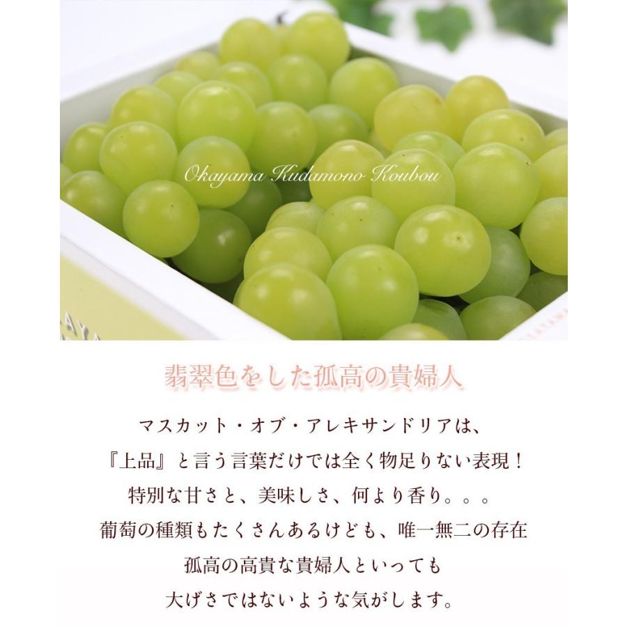 2026 ギフト マスカット オブ アレキサンドリア 750g1房6箱入り 140周年 岡山県産 葡萄 ぶどう ブドウ 父の日 プレゼント 御礼 御祝 果物 くだもの フルーツの画像