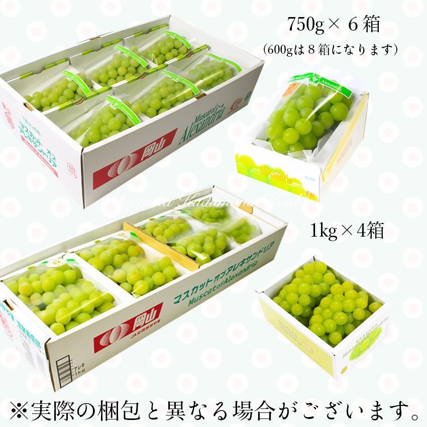 2026 ギフト マスカット オブ アレキサンドリア 750g1房6箱入り 140周年 岡山県産 葡萄 ぶどう ブドウ 父の日 プレゼント 御礼 御祝 果物 くだもの フルーツの画像
