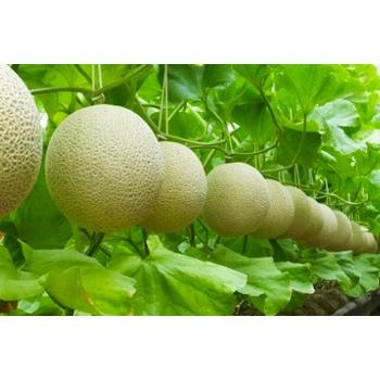 クラウンメロン マスクメロン 白等級 大玉 1玉約1.2〜1.4kg前後 静岡