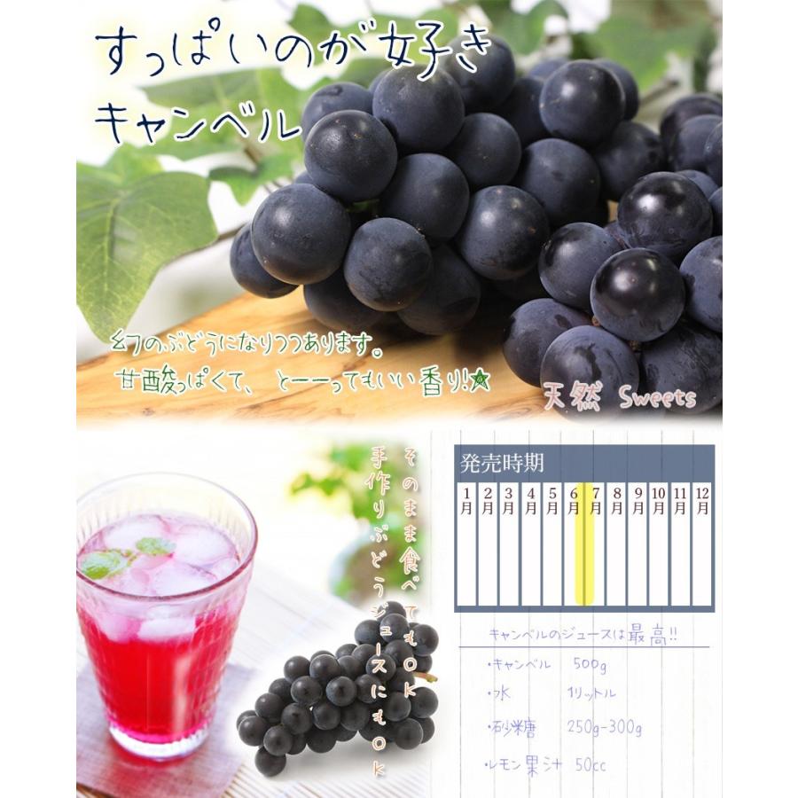 キャンベル　秀品　4kg 岡山県産 キャンベル 秀品 3房（約230g×3）希少 葡萄 ぶどう ブドウ