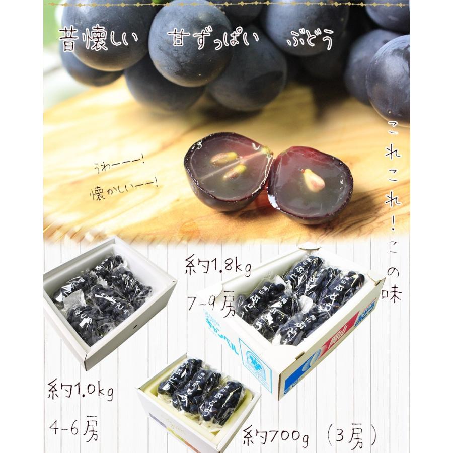 岡山県産 キャンベル 秀品 3房（約230g×3）希少 葡萄 ぶどう ブドウ