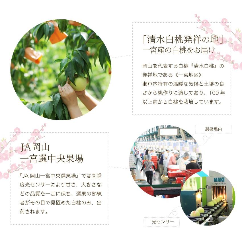 2025 岡山 白桃 家庭用 大きさお任せ11〜18玉入り 約3.5kg エース等級