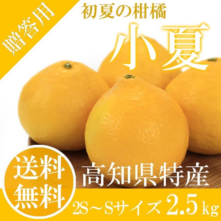 小夏 みかん 2.5kg 2S-Sサイズ 秀品 贈答用 送料無料 土佐小夏 日向夏