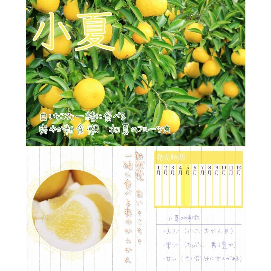 在庫SALE 小夏 みかん 大きさおまかせ 5kg 高知県 訳あり 自宅用 土佐