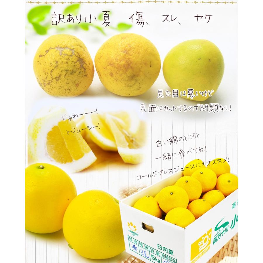 在庫SALE 小夏 みかん 大きさおまかせ 5kg 高知県 訳あり 自宅用 土佐