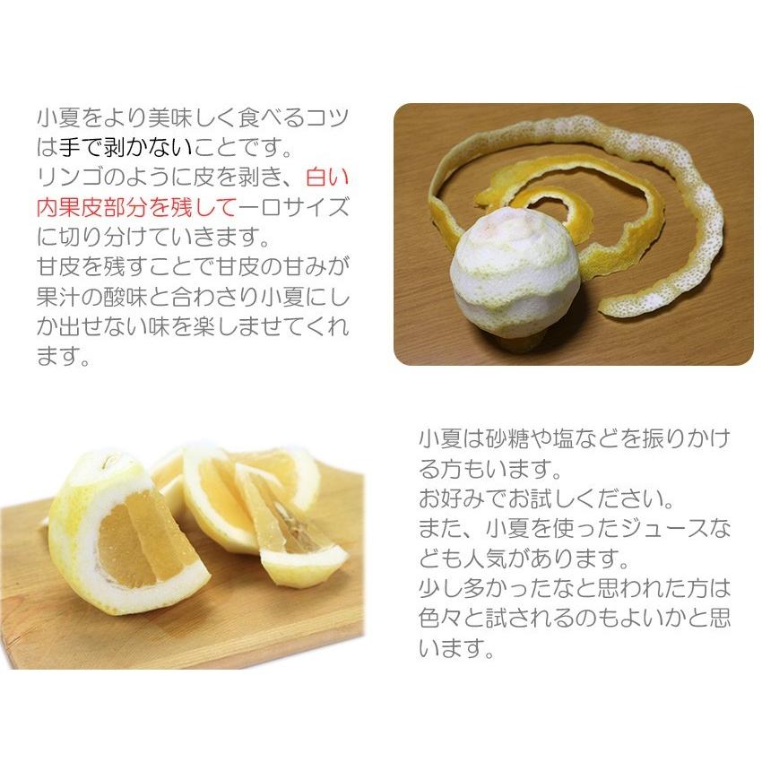 在庫SALE 小夏 みかん 大きさおまかせ 5kg 高知県 訳あり 自宅用 土佐