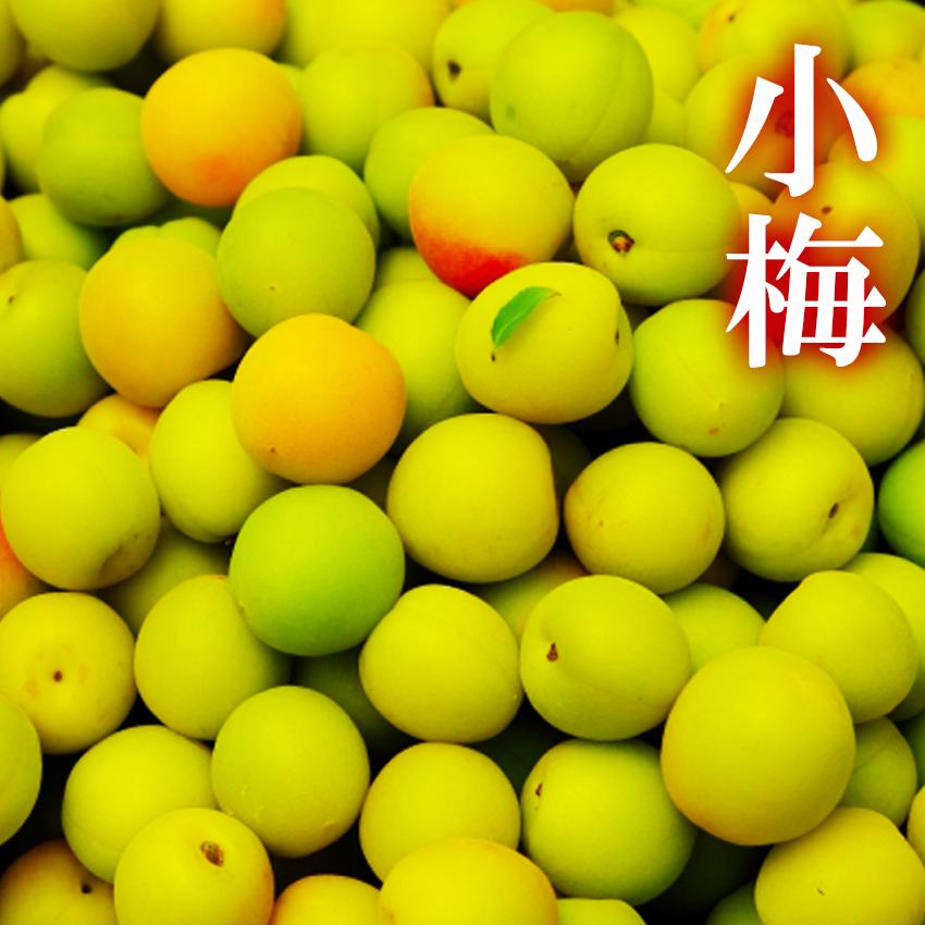 静岡県産 小梅 10キロ 13〜15日収穫発送予定。 予約販売】収穫当日出荷！ 完熟 南高梅 2L~4L 10キロ(箱込み) 無