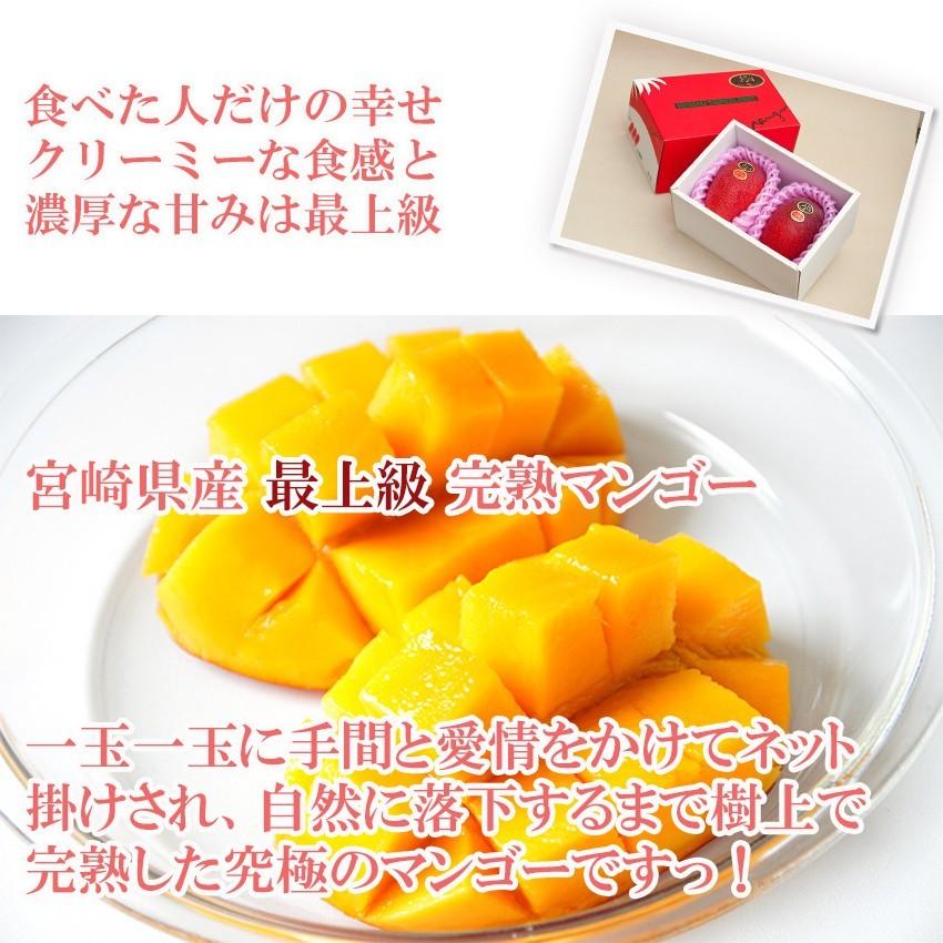 完熟 マンゴー Lサイズ2玉（約620g以上） 秀品 宮崎県産 母の日 父の