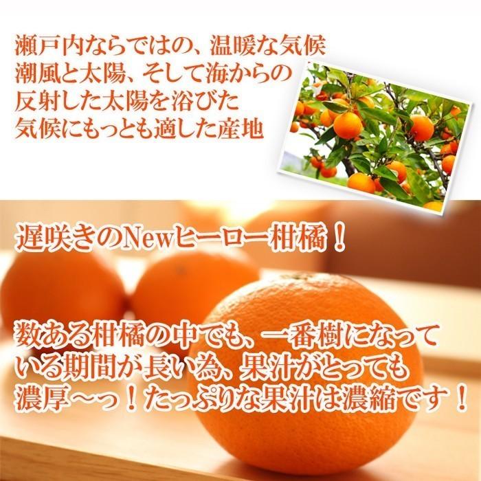 2025年 カラマンダリン 『みきゃんの中島便り』 匠と極 11〜14玉 JA