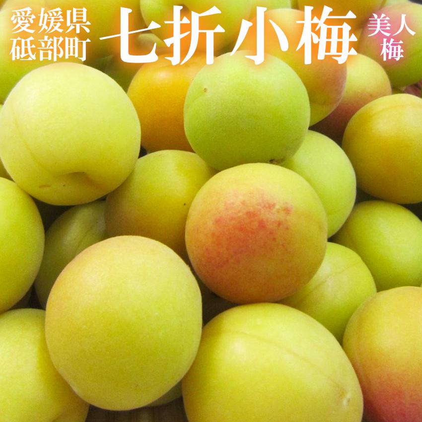 七折小梅 約8kg 秀品 大きさお任せ M-3L 小梅 愛媛県産 砥部町 JA
