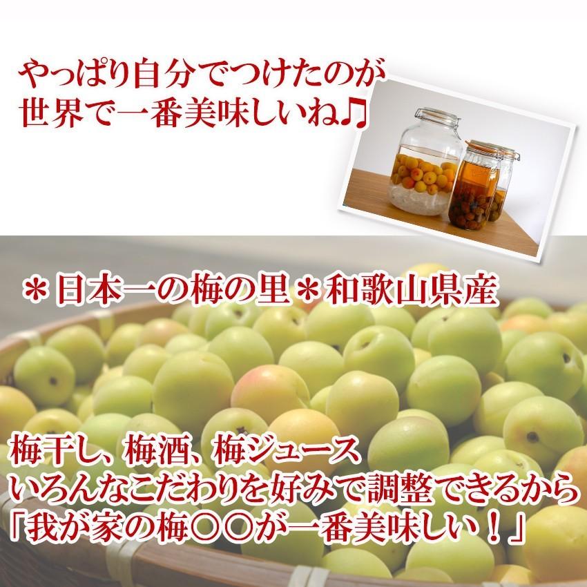南高梅 4L 約10kg 秀品 和歌山県産 (生梅) 梅 紀州 うめぼし 梅酒 JA