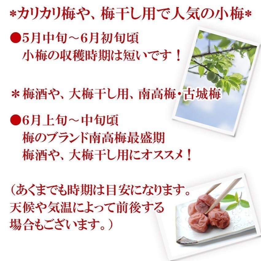 南高梅 4L 約10kg 秀品 和歌山県産 (生梅) 梅 紀州 うめぼし 梅酒 JA