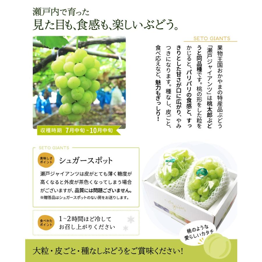瀬戸ジャイアンツ 贈答用 1房 800g 種無し皮ごと ブドウ ギフト ペアギフト 送料無料 Setoja1 800 01 岡山市場工房 通販 Yahoo ショッピング