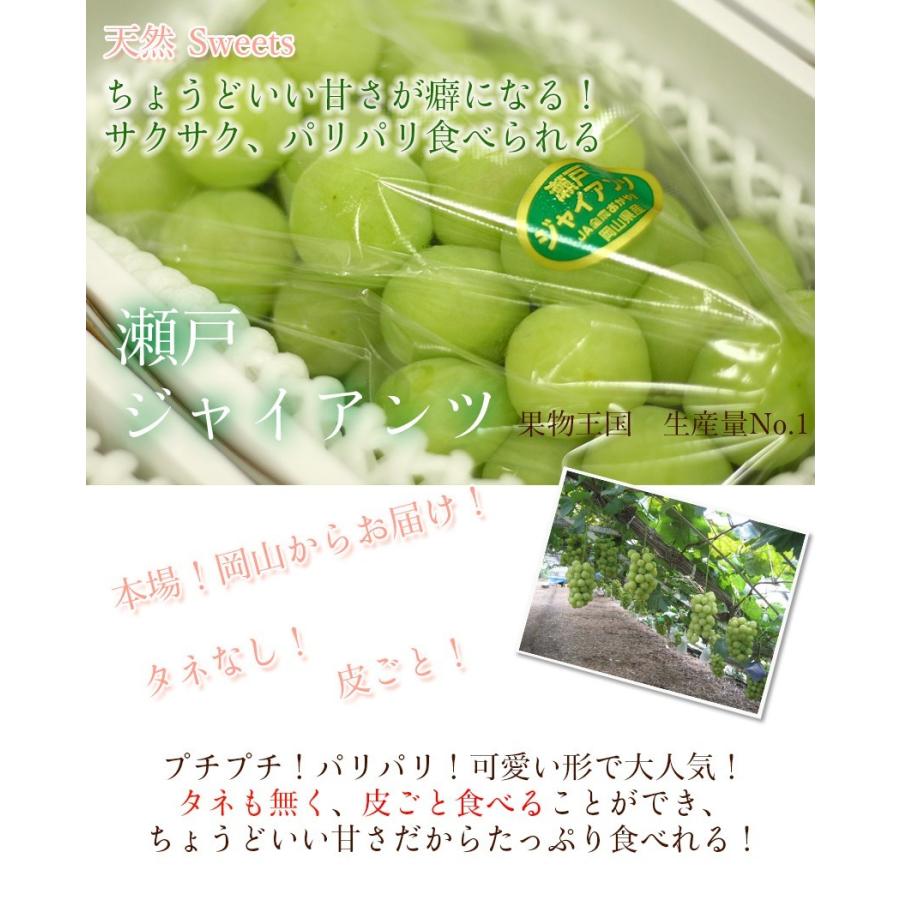 瀬戸ジャイアンツ 2房（500g×2） 贈答用 岡山県産 葡萄 ぶどう ブドウ