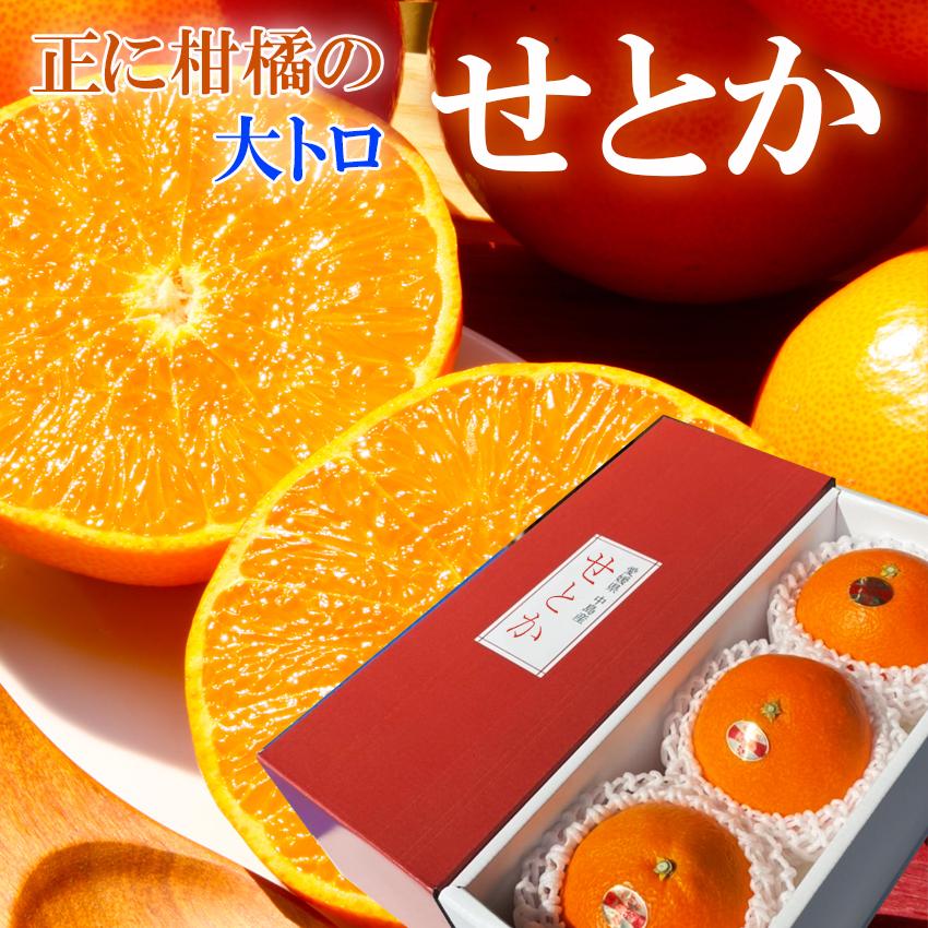 2026 ギフト せとか 青秀 3L3玉 贈答用 愛媛県 中島 東予 西宇和 JA