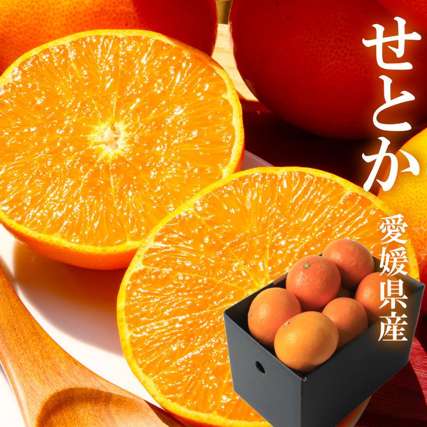 SALE！せとか 赤秀 L-3L 約1.3kg 贈答用 愛媛県 中島産 みかん JA