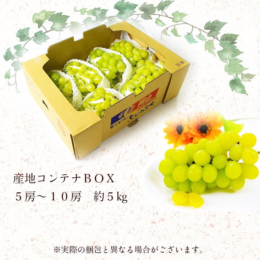 2026 ギフト 岡山県産 シャインマスカット 晴王 赤秀品 5kg(5〜10房
