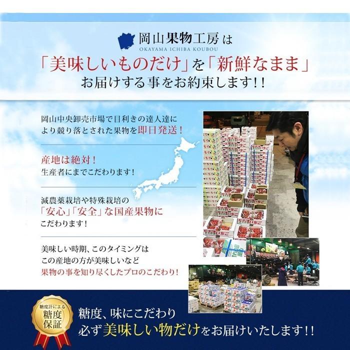 2026 ギフト 岡山県産 シャインマスカット 晴王 赤秀品 1房800g 贈答用 御中元 葡萄 ぶどう ブドウ プレゼント 御礼 御祝 御供 果物 フルーツ_6