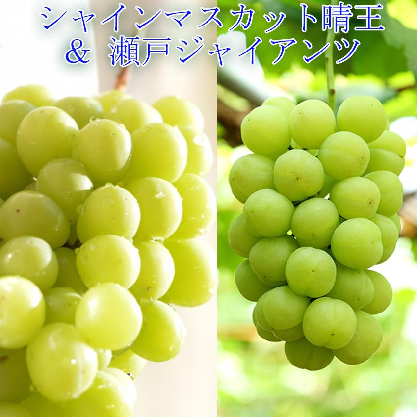 2022 ギフト 岡山県産 シャインマスカット & 瀬戸ジャイアンツ 贈答用 4房 (2房×2房) 赤秀品 葡萄 ブドウ ギフト 秋ギフト プレゼント フルーツ :syaseto2kg-01:岡山市場工房 - 通販 - Yahoo!ショッピング 2022 ギフト 岡山県産 シャインマスカット & 瀬戸ジャイアンツ 贈答用 4房 (2房×2房) 赤秀品 葡萄 ブドウ ギフト 秋ギフト プレゼント フルーツ :syaseto2kg-01:岡山市場工房 - 通販 - Yahoo!ショッピング