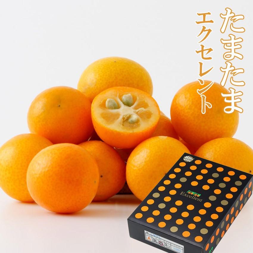 完熟きんかん たまたまエクセレント 3kg 2l ３l 宮崎県産 贈答用 ギフト みかん きんかん 金柑 キンカン プレゼント 御礼 Tamaexcellent 02 岡山市場工房 通販 Yahoo ショッピング