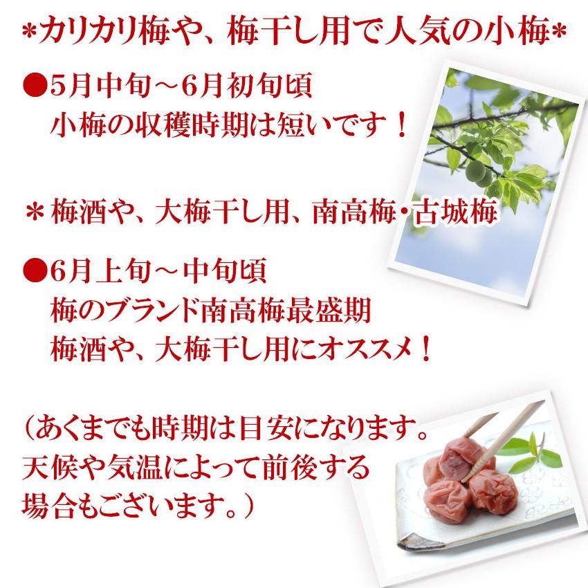 梅と一緒で送料無料 伯方の塩 焼塩 1kg ブランド 塩 にがり 梅干し 塩レモン 白菜漬け 豆ご飯 塩釜 塩キャラメル 岡山市場工房 Yakishio 01 岡山市場工房 通販 Yahoo ショッピング