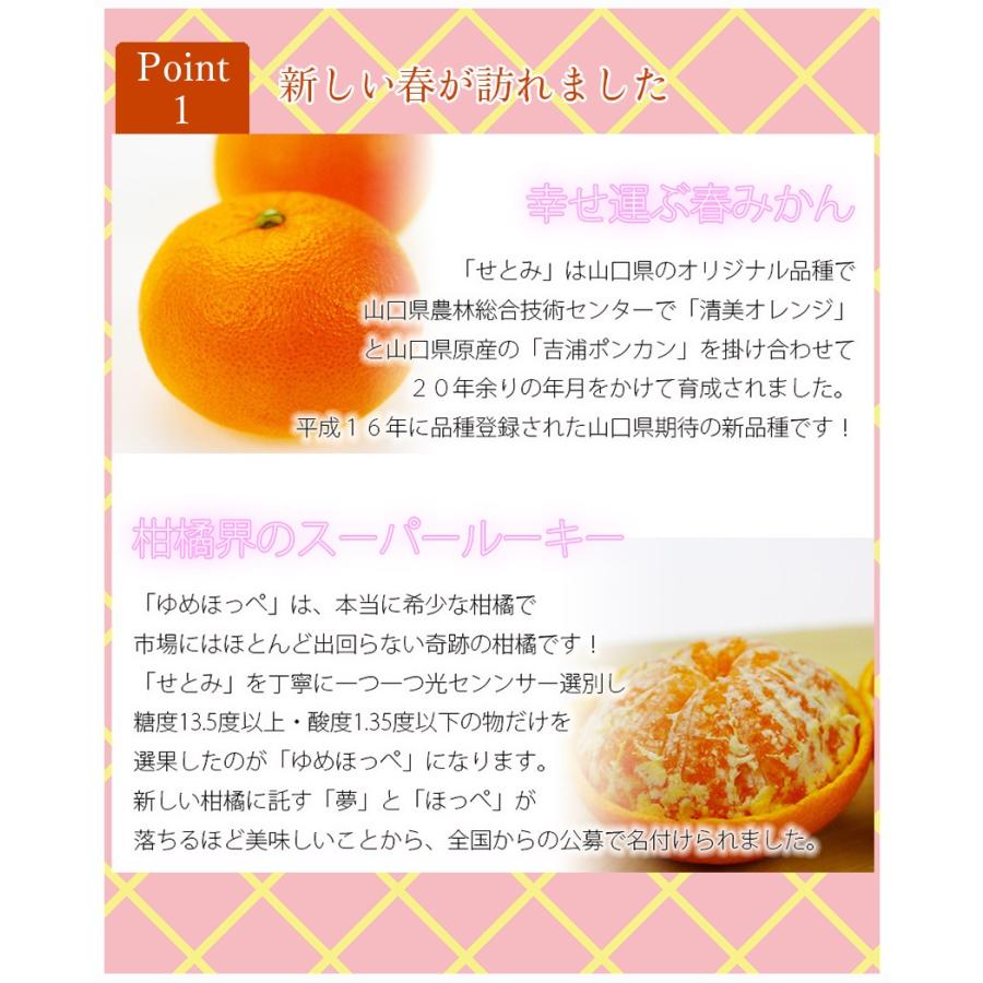 htm005様.予約専用.せとみ&夢ほっぺ蜜柑10kg(2L-L-Mサイズ) ゆめほっぺ （ せとみ ）秀品2Lサイズ6玉 山口県周防大島産 ギフト