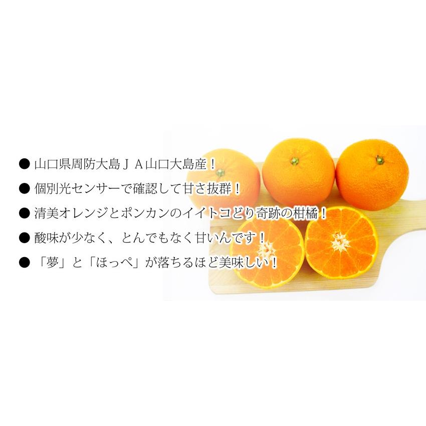 ゆめほっぺ （ せとみ ）秀品2Lサイズ6玉 山口県周防大島産 ギフト