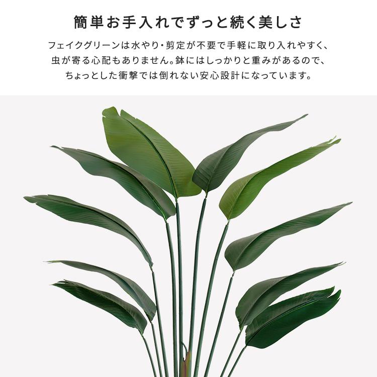 お手入れ簡単フェイクグリーン　ストレリチア　Mサイズ(150cm)_3