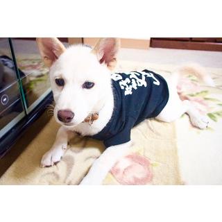 大阪弁 わんこＴシャツ(M)　　犬の服 DOG 小型犬 ポメラニアン 豆柴 パピヨン チン 大阪 お土産 ドッグウェア　ペット商品　犬用品　お散歩犬服　犬用服　犬洋服｜ichibirian｜02