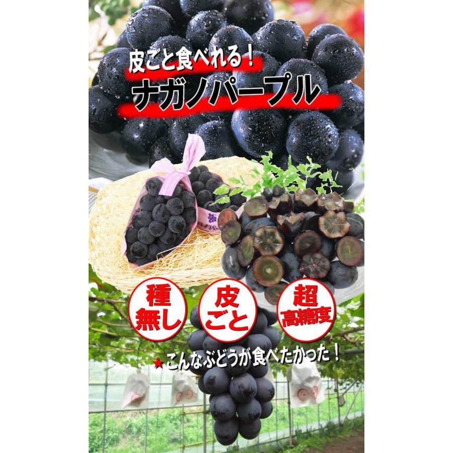 ぶどう ナガノパープル 長野県産 秀品2房 化粧箱 種なし 皮ごと 高糖度 あまい おいしい 高級 ジューシー 送料無料 贈答用 家庭用 :nagano-s2:フルーツ専門店のいちごICHIJYU - 通販 - Yahoo!ショッピング ぶどう ナガノパープル 長野県産 秀品2房 化粧箱 種なし 皮ごと 高糖度 あまい おいしい 高級 ジューシー 送料無料 贈答用 家庭用 :nagano-s2:フルーツ専門店のいちごICHIJYU - 通販 - Yahoo!ショッピング