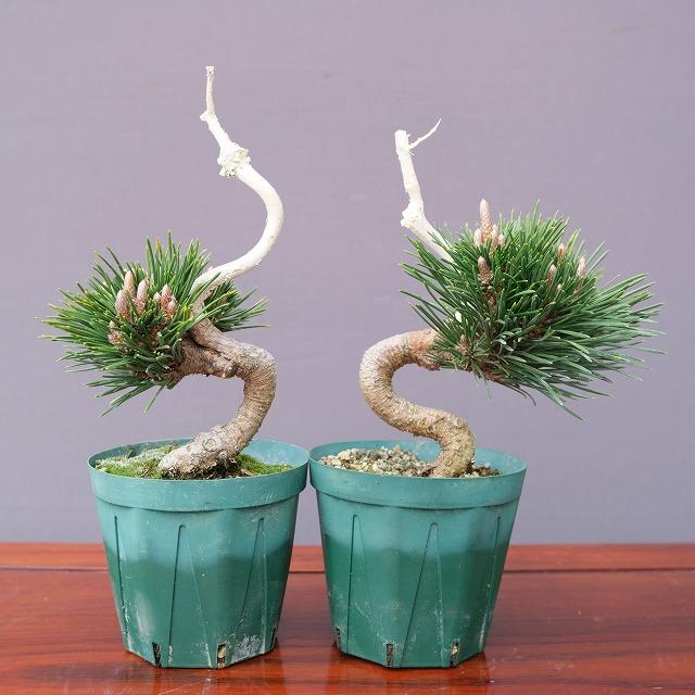 チ*プ様 【棚場整理】　黒松（千寿丸）素材 チ*プ様 【棚場整理】 黒松（千寿丸）素材