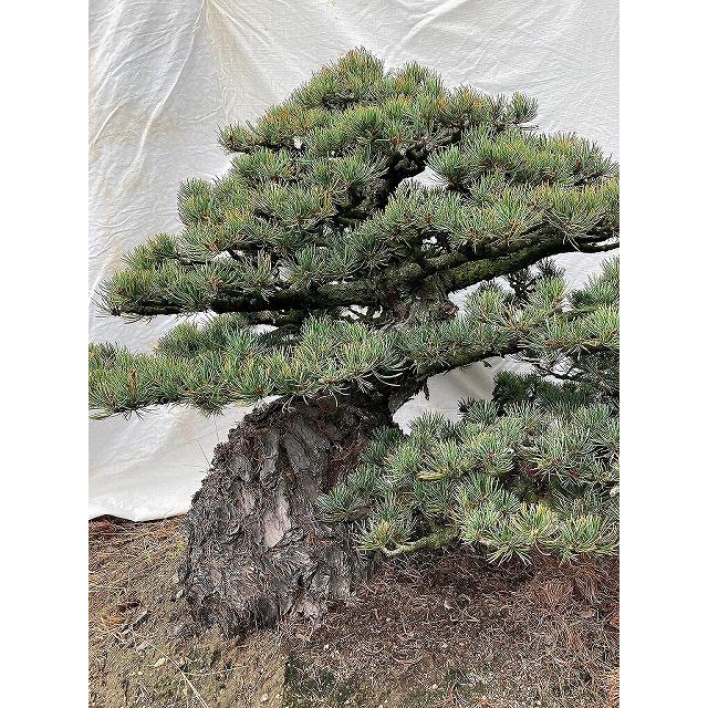 盆栽 （株）一樹園 宮島五葉松 豆盆栽／樹齢25年
