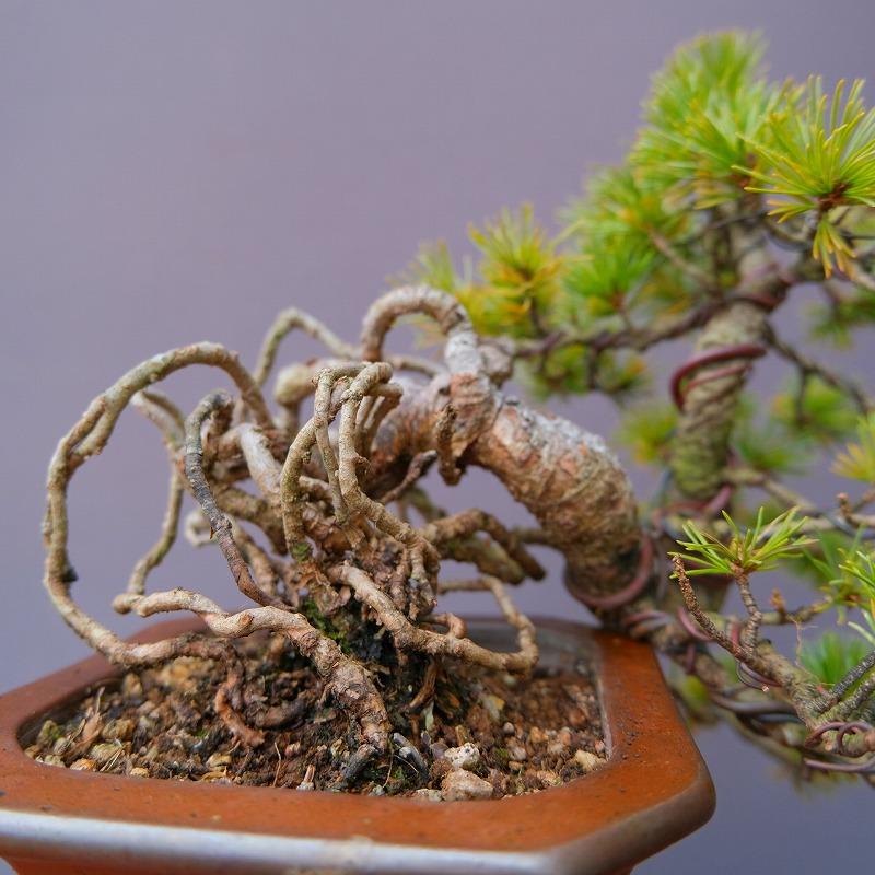 樹高14㎝ 本欅 箒作り 小品 盆栽 真柏 黒松 五葉松 百日紅 モミジ 桜