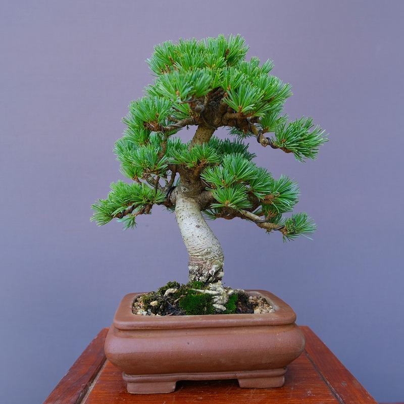 株）一樹園 明星 五葉松 小品盆栽／樹齢20年 : 一樹園 - 通販 - Yahoo