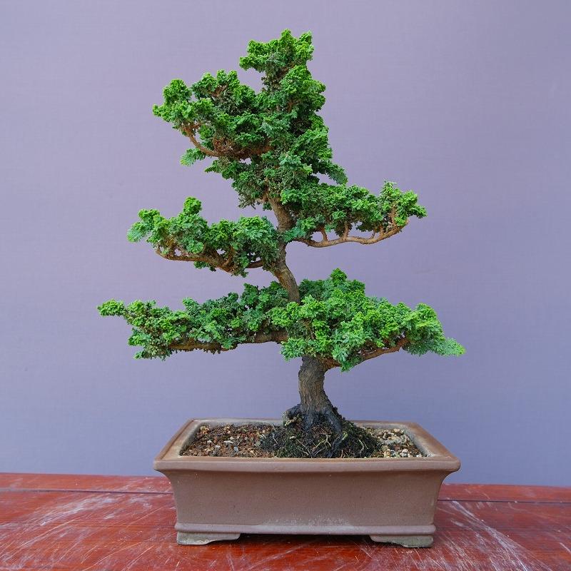 石化檜　樹齢約20年　優良盆栽　小品盆栽 株）一樹園 石化桧 中品盆栽／樹齢20年 : 一樹園 - 通販 - Yahoo