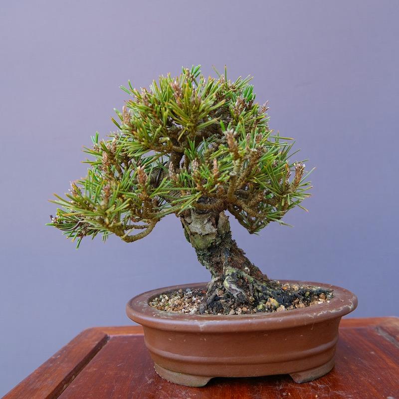 株）一樹園 千寿姫【新品種】 小品盆栽／樹齢20年 : 一樹園 - 通販