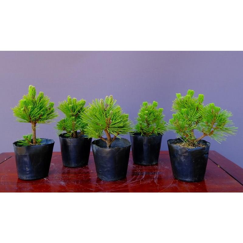 株）一樹園 八房黒松5本セット 小品盆栽／樹齢5年 : 一樹園 - 通販
