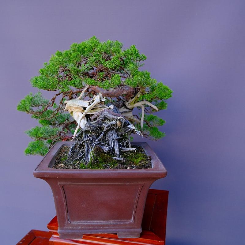 秋の植替え・改作への準備】八房コメツガ植替え【しゃけの盆栽 秋の植替え・改作への準備】八房コメツガ植替え【しゃけの盆栽