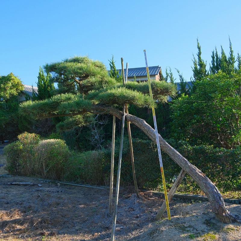 株）一樹園 黒松 庭木／樹齢80年 植木 庭園樹 箱庭 造園 : 一樹園 