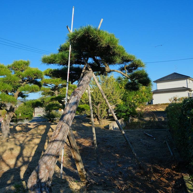 株）一樹園 黒松 庭木／樹齢80年 植木 庭園樹 箱庭 造園 : 一樹園 