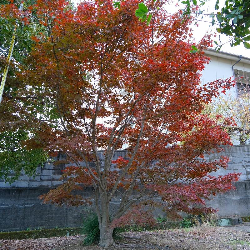 株）一樹園 のむらもみじ 庭木／樹齢60年 植木 庭園樹 箱庭 造園
