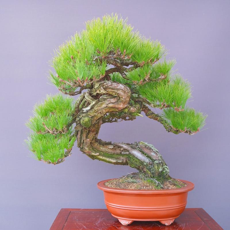 株)一樹園 山採り赤松 大品盆栽/樹齢200年 : 一樹園 - 通販 株)一樹園 山採り赤松 大品盆栽/樹齢200年 : 一樹園 - 通販